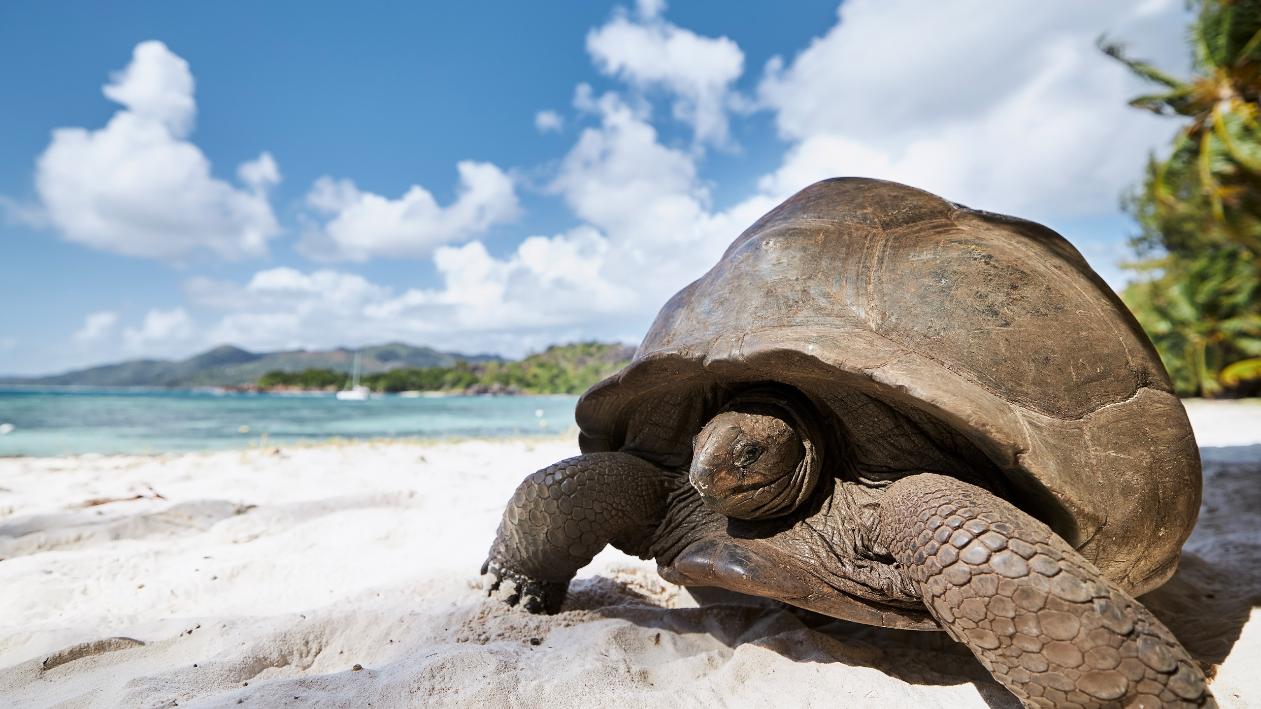 Seychelles generic 3