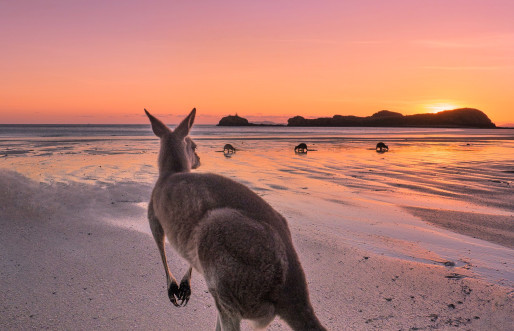 Kangaroo beach
