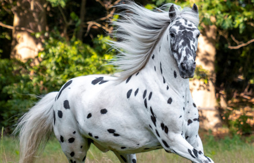 Cleopatra Mountain Farmhouse