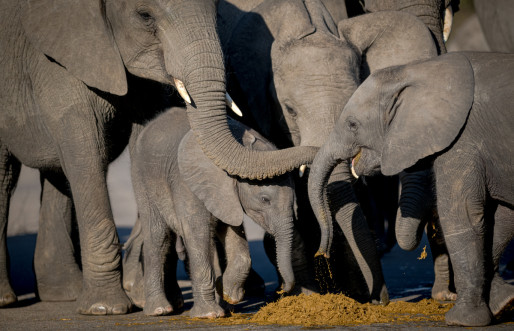 Skukuza Safari Lodge
