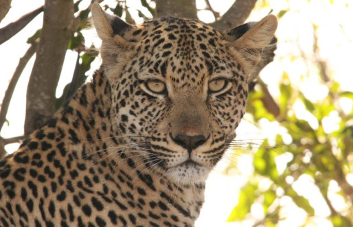 Leopard Mountain Safari Lodge