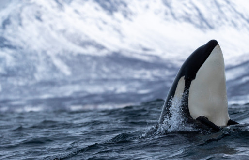 Norway Marine life