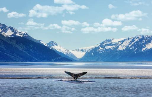 Alaska whale tail