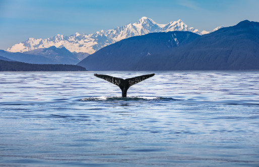 Alaska whale tale