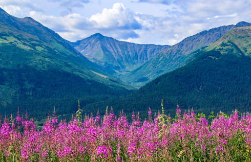 Set sail on the MS Westerdam for a 7-night Alaskan adventure