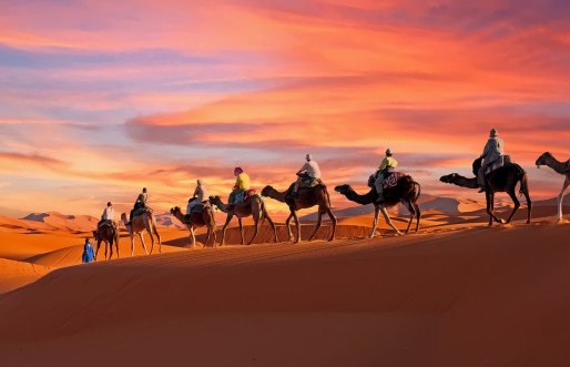 At sunset, a procession of camels journeying across Morocco's Sahara desert